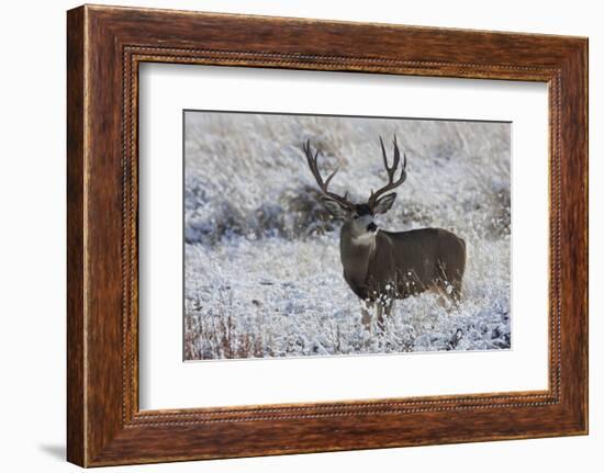 Mule Deer Buck, Late Autumn Snow-Ken Archer-Framed Photographic Print