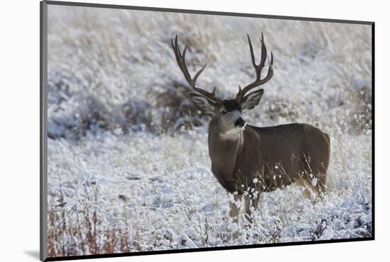 Mule Deer Buck, Late Autumn Snow-Ken Archer-Mounted Photographic Print