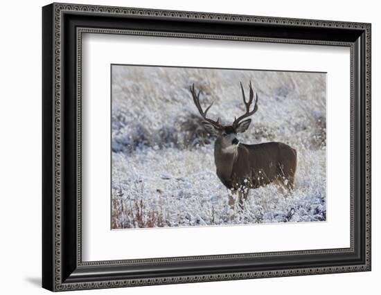 Mule Deer Buck, Late Autumn Snow-Ken Archer-Framed Photographic Print