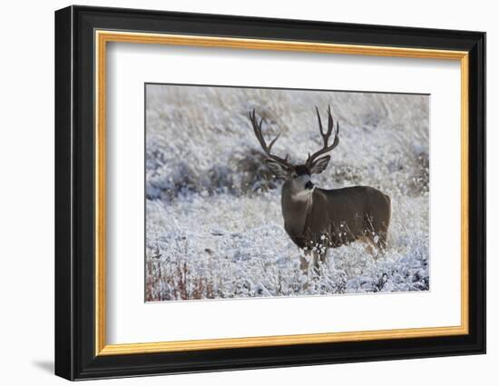 Mule Deer Buck, Late Autumn Snow-Ken Archer-Framed Photographic Print