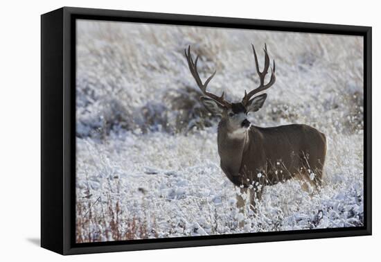 Mule Deer Buck, Late Autumn Snow-Ken Archer-Framed Premier Image Canvas