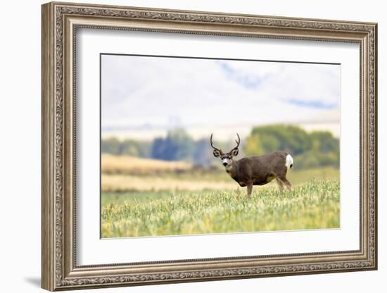 Mule Deer Buck, Montana-Jason Savage-Framed Giclee Print