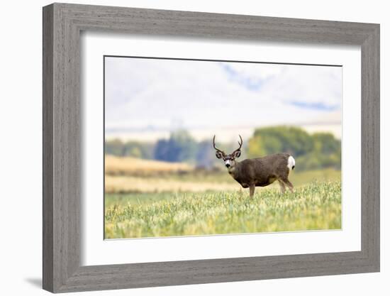 Mule Deer Buck, Montana-Jason Savage-Framed Giclee Print