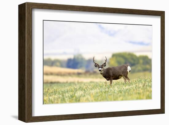 Mule Deer Buck, Montana-Jason Savage-Framed Giclee Print