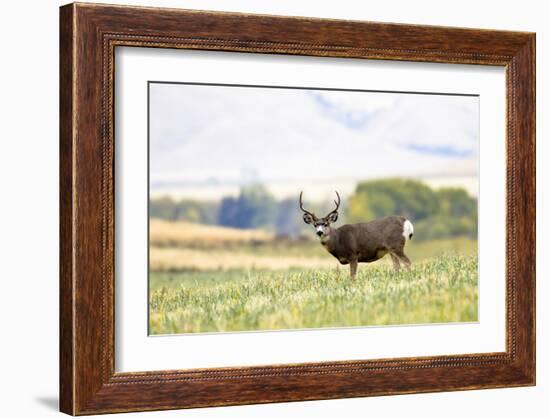 Mule Deer Buck, Montana-Jason Savage-Framed Giclee Print