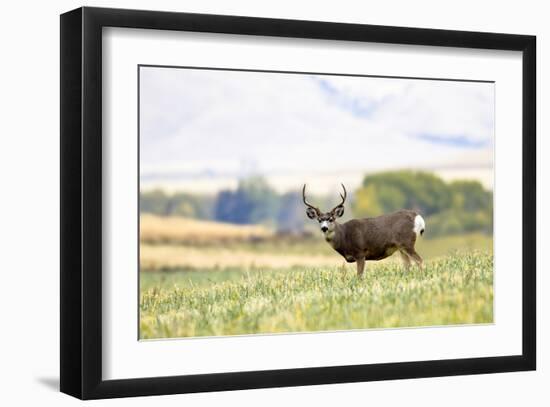 Mule Deer Buck, Montana-Jason Savage-Framed Giclee Print