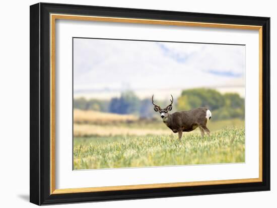 Mule Deer Buck, Montana-Jason Savage-Framed Giclee Print