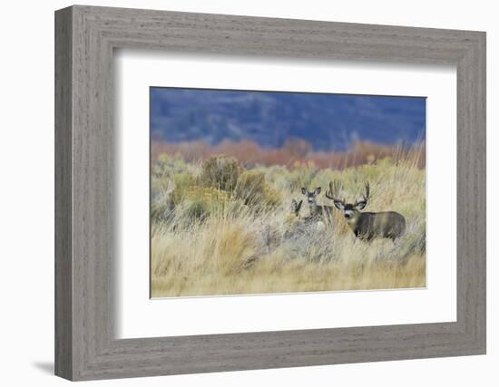 Mule Deer Buck with Does-Ken Archer-Framed Photographic Print