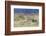 Mule Deer Buck with Does-Ken Archer-Framed Photographic Print