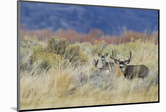 Mule Deer Buck with Does-Ken Archer-Mounted Photographic Print