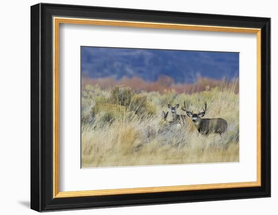 Mule Deer Buck with Does-Ken Archer-Framed Photographic Print