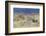 Mule Deer Buck with Does-Ken Archer-Framed Photographic Print