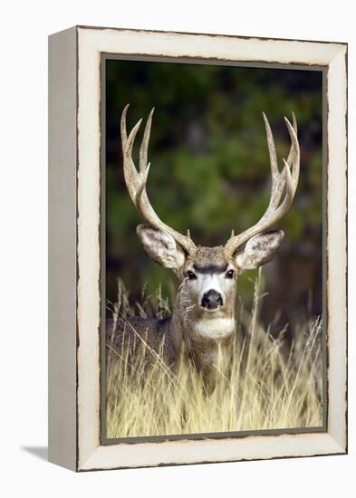 Mule Deer Buck-null-Framed Premier Image Canvas