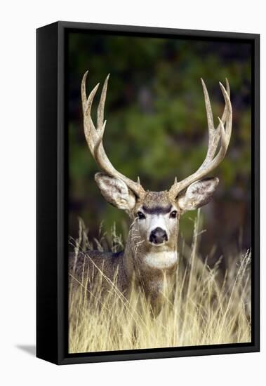 Mule Deer Buck-null-Framed Premier Image Canvas