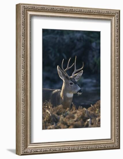 Mule Deer Buck-DLILLC-Framed Photographic Print