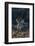 Mule Deer Buck-DLILLC-Framed Photographic Print