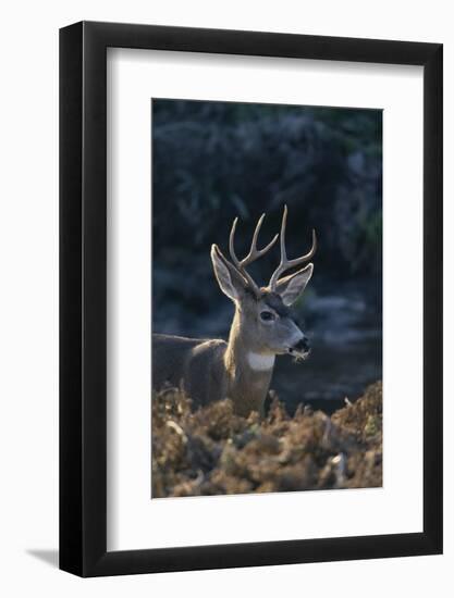 Mule Deer Buck-DLILLC-Framed Photographic Print