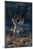 Mule Deer Buck-DLILLC-Mounted Photographic Print