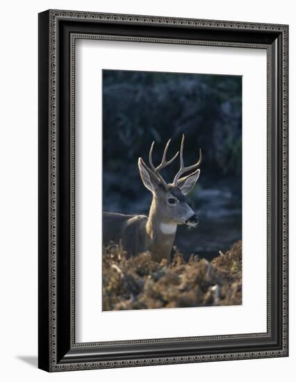 Mule Deer Buck-DLILLC-Framed Photographic Print