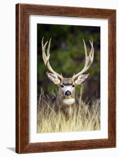 Mule Deer Buck-null-Framed Photographic Print