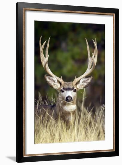 Mule Deer Buck-null-Framed Photographic Print