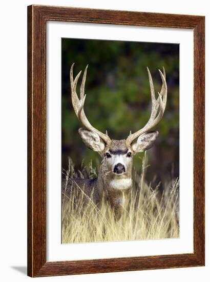 Mule Deer Buck-null-Framed Photographic Print