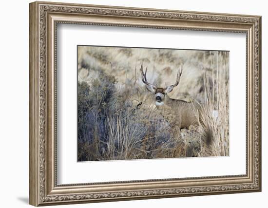 Mule Deer Buck-Ken Archer-Framed Photographic Print