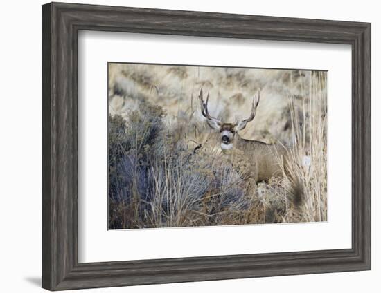 Mule Deer Buck-Ken Archer-Framed Photographic Print