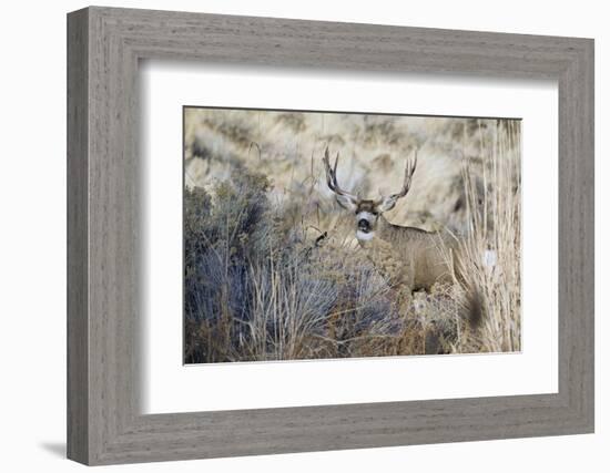 Mule Deer Buck-Ken Archer-Framed Photographic Print