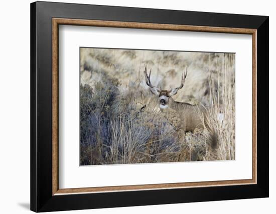 Mule Deer Buck-Ken Archer-Framed Photographic Print