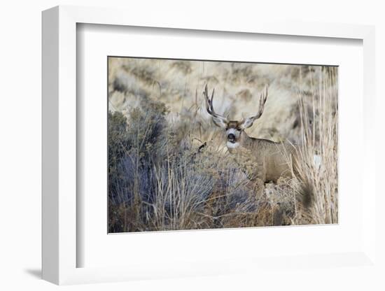 Mule Deer Buck-Ken Archer-Framed Photographic Print