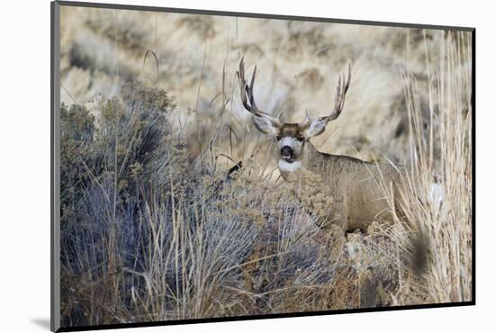 Mule Deer Buck-Ken Archer-Mounted Photographic Print