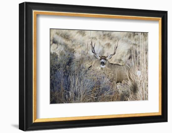 Mule Deer Buck-Ken Archer-Framed Photographic Print