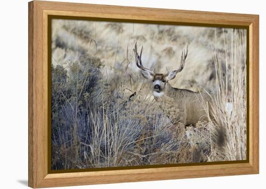 Mule Deer Buck-Ken Archer-Framed Premier Image Canvas