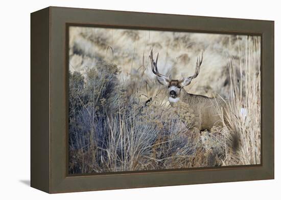 Mule Deer Buck-Ken Archer-Framed Premier Image Canvas
