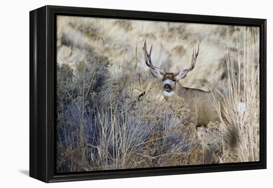 Mule Deer Buck-Ken Archer-Framed Premier Image Canvas