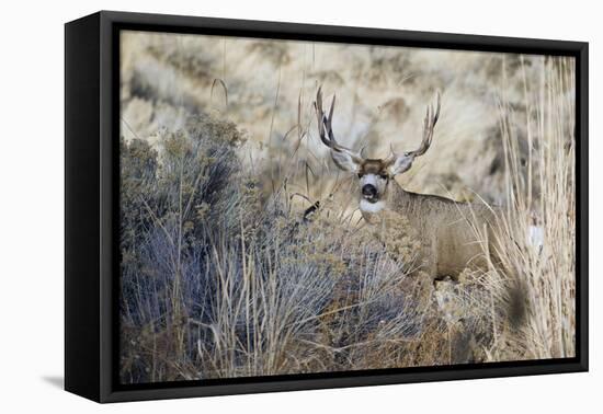 Mule Deer Buck-Ken Archer-Framed Premier Image Canvas