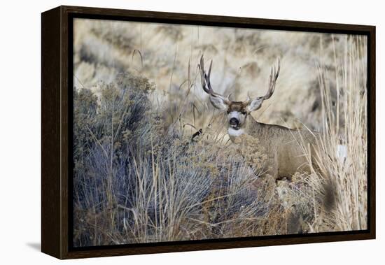 Mule Deer Buck-Ken Archer-Framed Premier Image Canvas