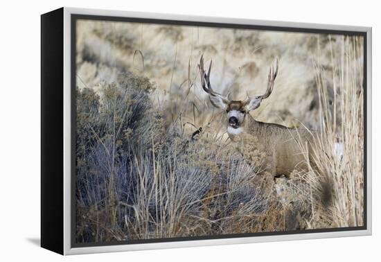 Mule Deer Buck-Ken Archer-Framed Premier Image Canvas