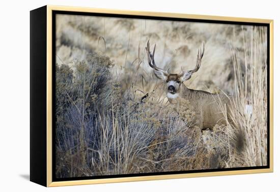 Mule Deer Buck-Ken Archer-Framed Premier Image Canvas