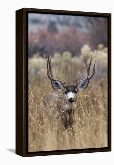 Mule Deer Buck-Ken Archer-Framed Premier Image Canvas