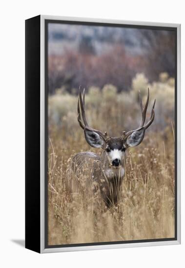 Mule Deer Buck-Ken Archer-Framed Premier Image Canvas