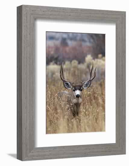 Mule Deer Buck-Ken Archer-Framed Photographic Print