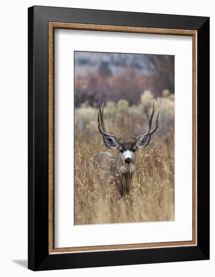 Mule Deer Buck-Ken Archer-Framed Photographic Print