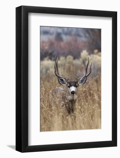 Mule Deer Buck-Ken Archer-Framed Photographic Print