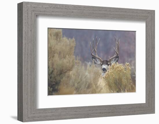 Mule Deer Buck-Ken Archer-Framed Photographic Print