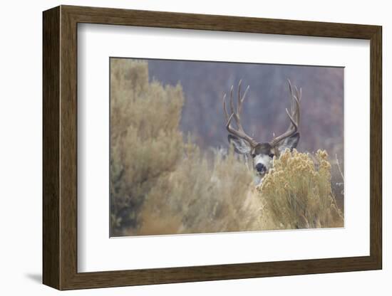 Mule Deer Buck-Ken Archer-Framed Photographic Print