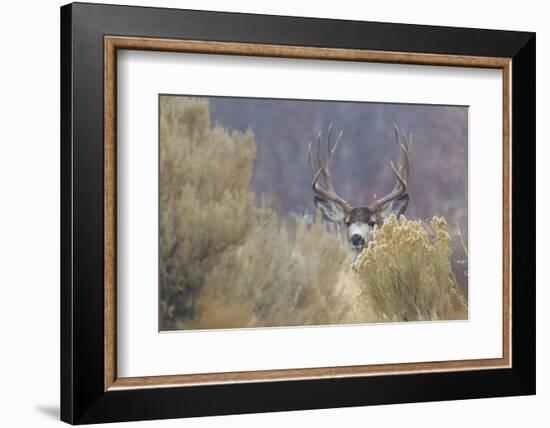 Mule Deer Buck-Ken Archer-Framed Photographic Print