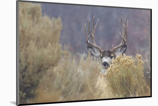 Mule Deer Buck-Ken Archer-Mounted Photographic Print