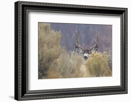 Mule Deer Buck-Ken Archer-Framed Photographic Print